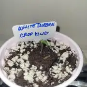 White Durban Crop King