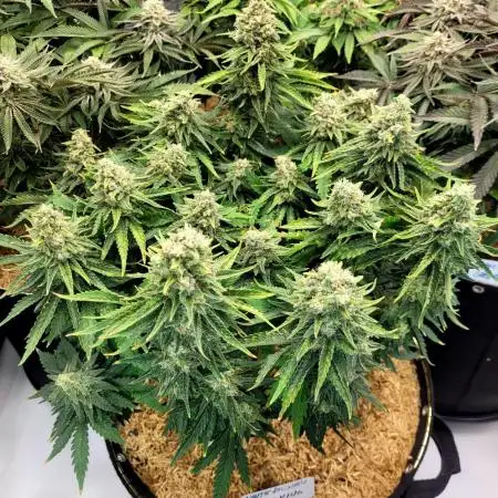 White Durban