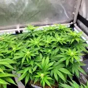 Blue Dream Seed Supreme