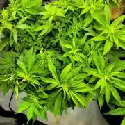 Blue Dream Seed Supreme