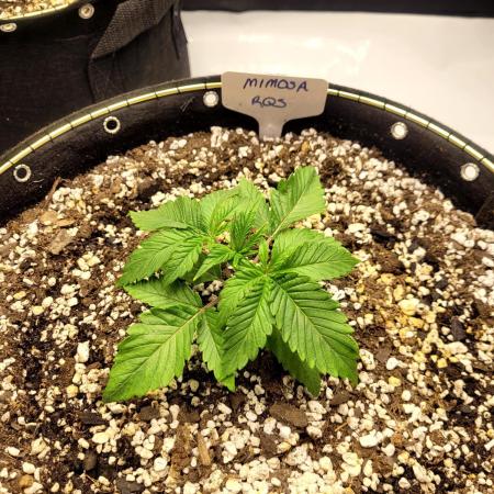 Mimosa Royal Queen Seeds