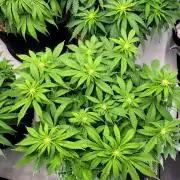 Blue Dream Seed Supreme