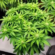 Blue Dream Seed Supreme