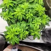 Blue Dream Seed Supreme