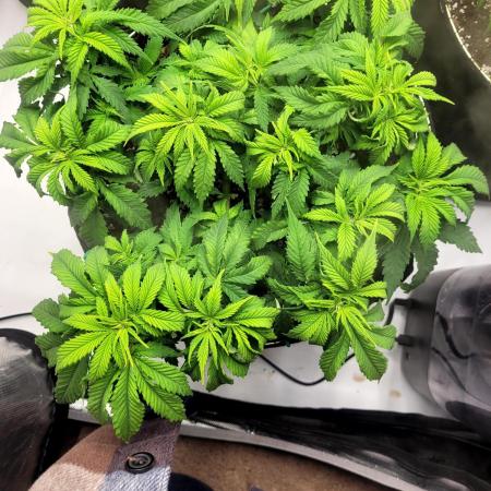 Blue Dream Seed Supreme