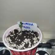 Mimosa Royal Queen Seeds