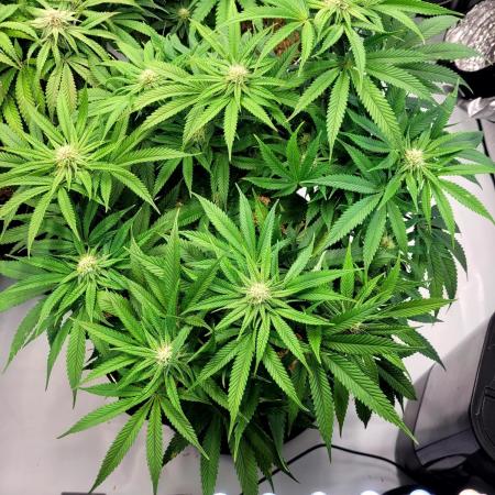 Mimosa Royal Queen Seeds