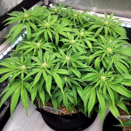 Maui Wowie Seed Supreme