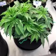 Mimosa Royal Queen Seeds