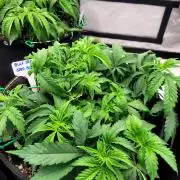 Blue Dream Seed Supreme