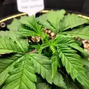 Blue Dream Seed Supreme