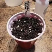Mexican Rush