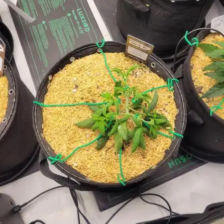 Tropicana Cookies Auto