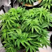 Mimosa Royal Queen Seeds