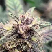 Tropicana Cookies Auto