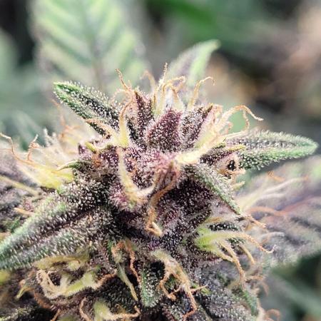 Tropicana Cookies Auto