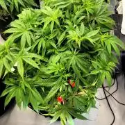 Mimosa Royal Queen Seeds