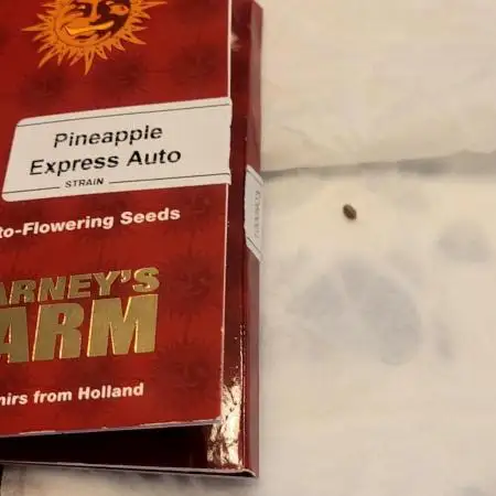 Pineapple Express Auto