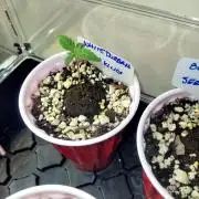 White Durban Crop King Seeds