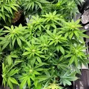 Blue Dream Seed Supreme