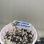 Maui Wowie Seed Supreme