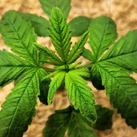 Tropicana Cookies Auto