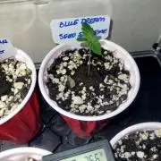 Blue Dream Seed Supreme