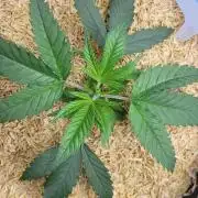 CBG-Force #2