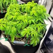 Maui Wowie Seed Supreme