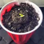 Royal CBG Auto RQS