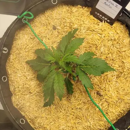 Gorilla Z Auto