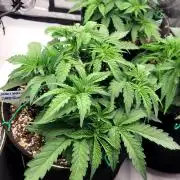 Maui Wowie Seed Supreme