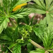 Maui Wowie Seed Supreme