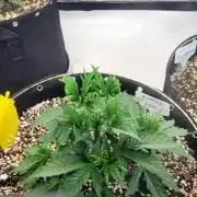 Mimosa Royal Queen Seeds