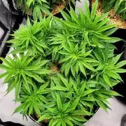 Mimosa Royal Queen Seeds