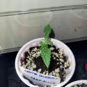 White Durban Crop King Seeds