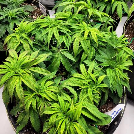 Mimosa Royal Queen Seeds