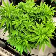 Mimosa Royal Queen Seeds