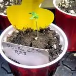 Royal CBG Auto Royal Queen Seeds