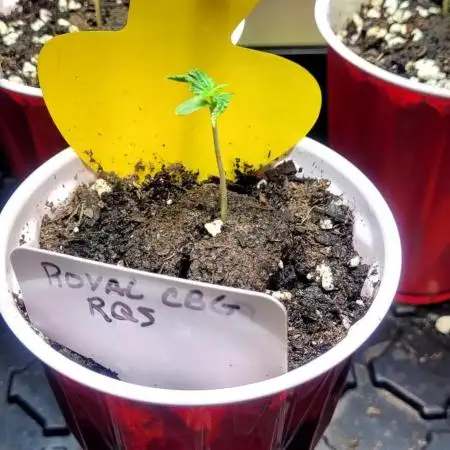 Royal CBG Auto Royal Queen Seeds
