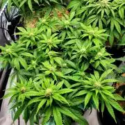 Blue Dream Seed Supreme