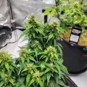 CBD Auto 20:1