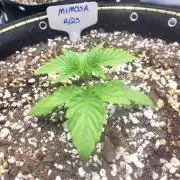 Mimosa Royal Queen Seeds