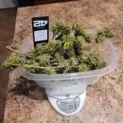 Gorilla Z Auto