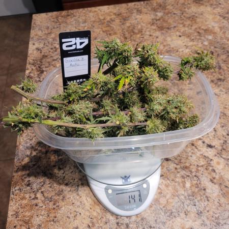 Gorilla Z Auto