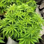 Maui Wowie Seed Supreme