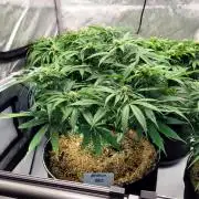 Mimosa Royal Queen Seeds