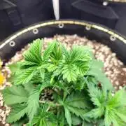 Blue Dream Seed Supreme