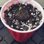 Blue Dream Auto Fast Buds