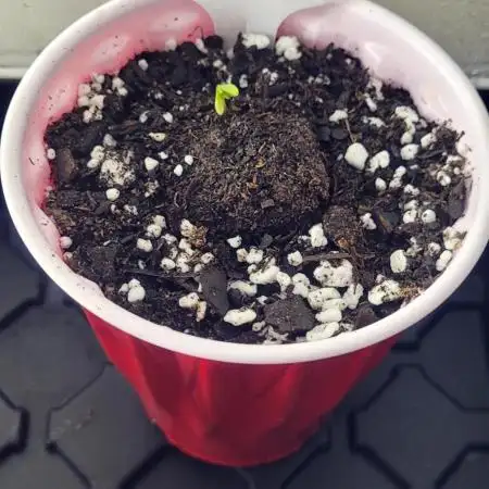 Blue Dream Auto Fast Buds